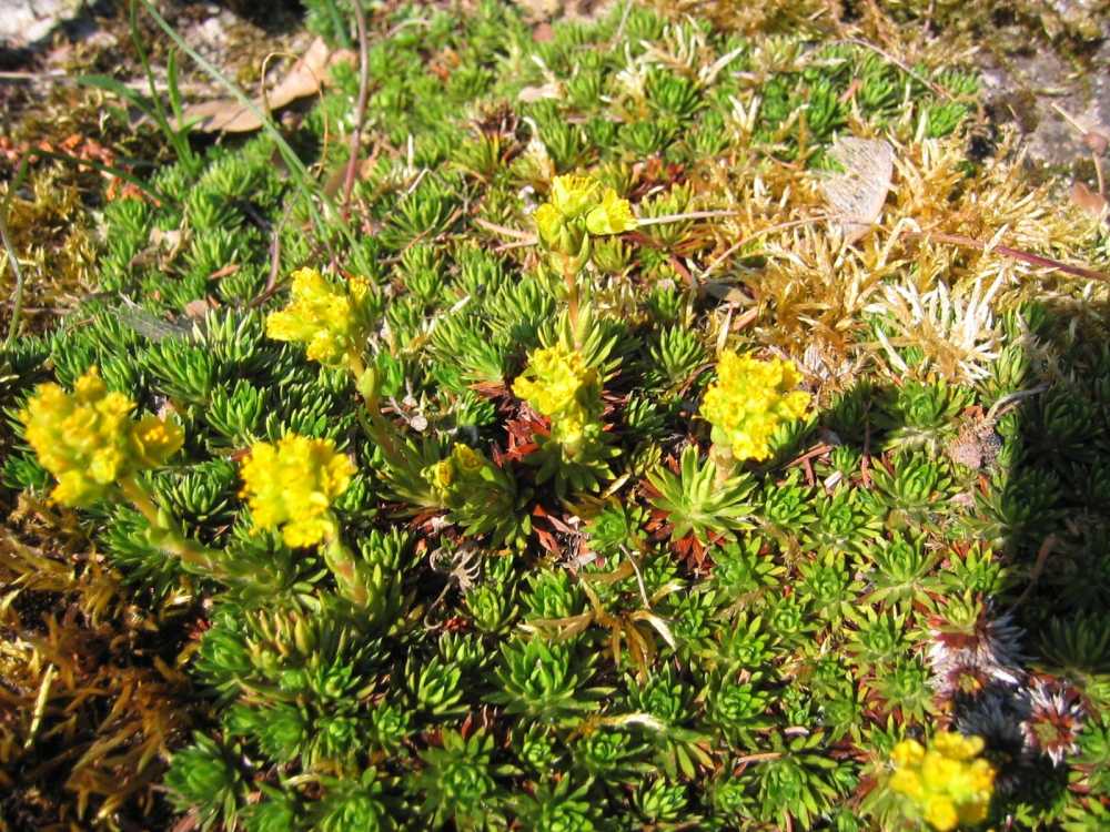 Saxifraga juniperifolia (Kaukasus-Matten-Steinbrech)